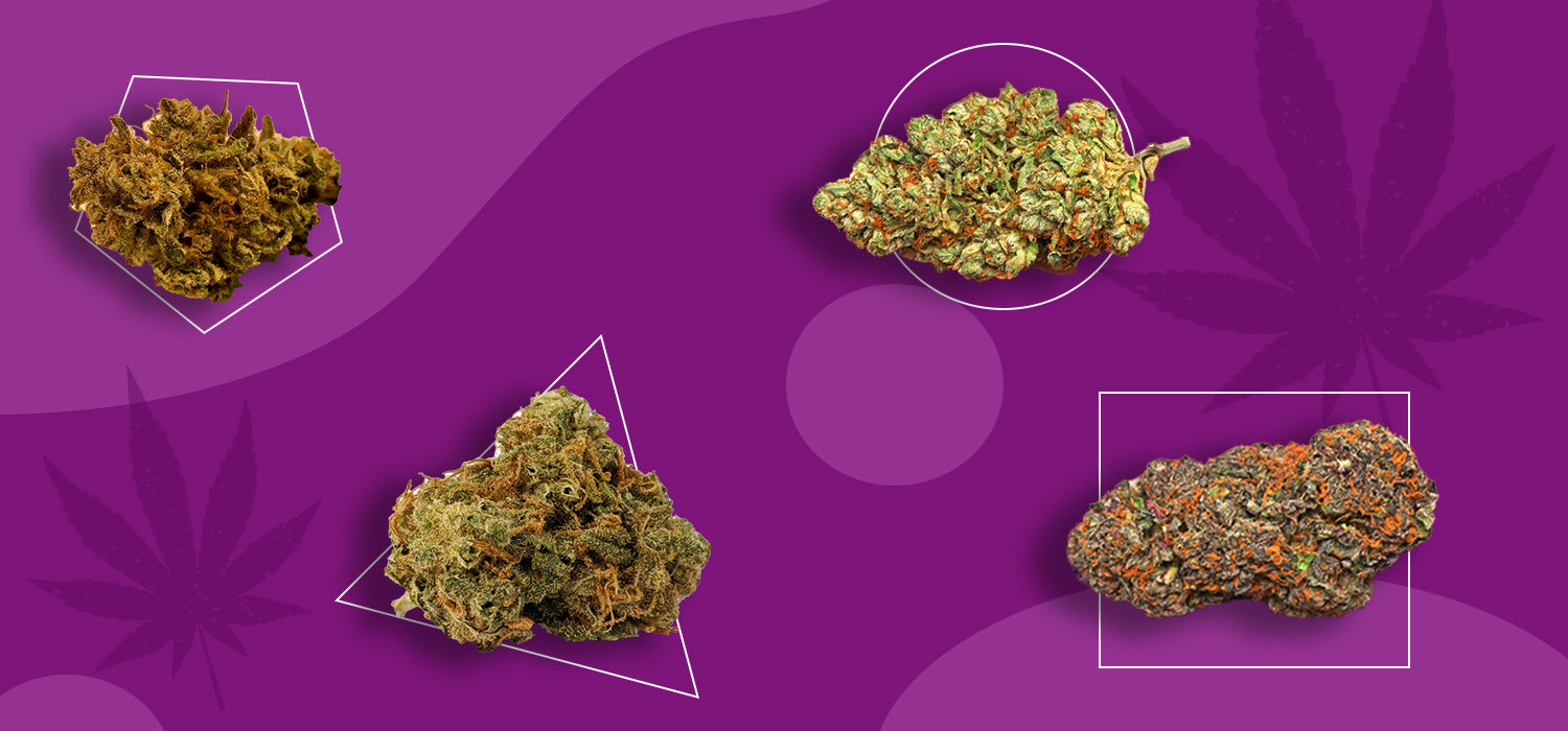Cannabis Strains: The difference between Sativa, Indica, and Hybrid 